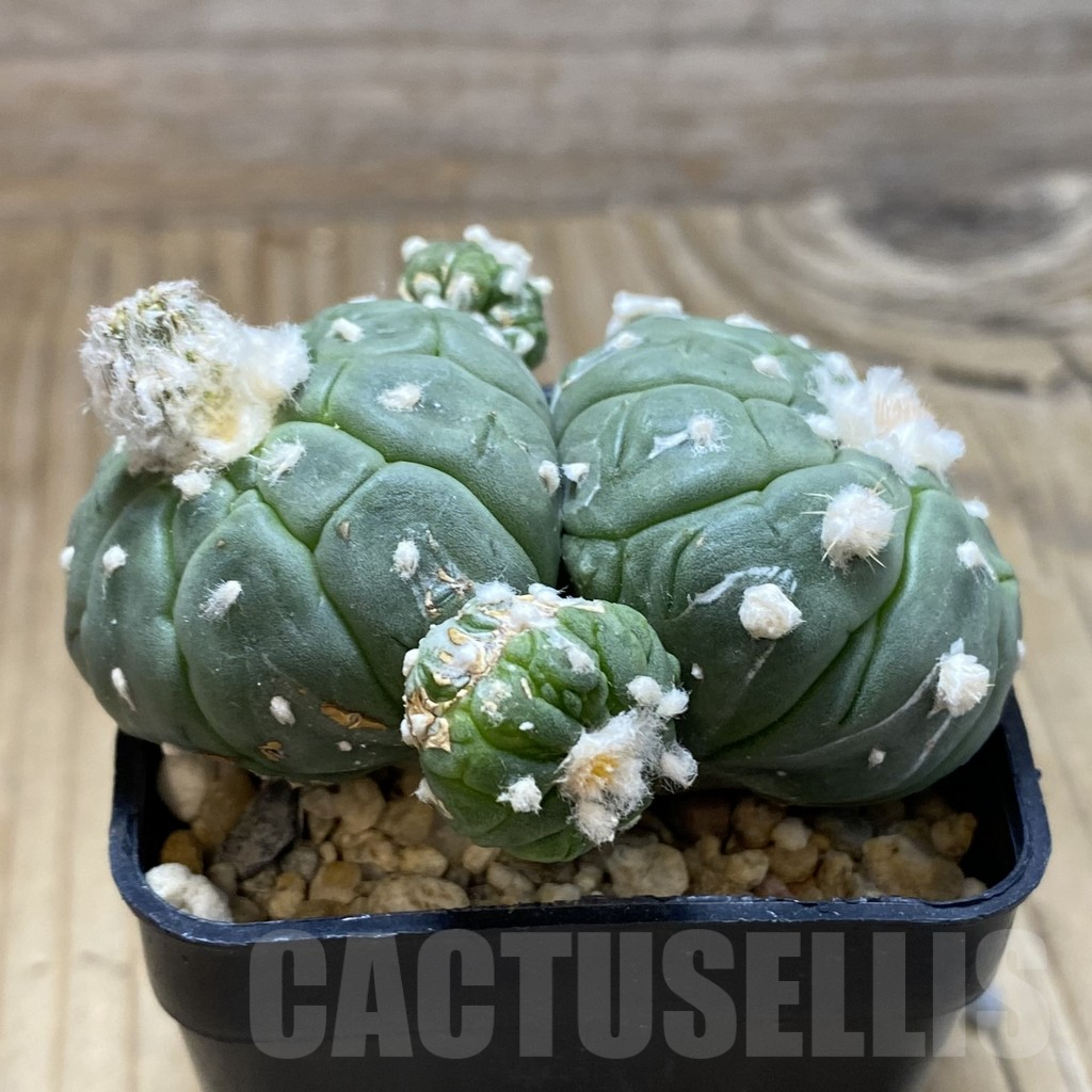 SH9830 Astrophytum asterias ‘Kikko Lizart Skin’ - Imagen 3