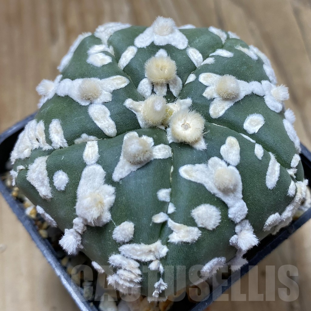 SH9520 Astrophytum asterias ‘Super Kabuto’ V-Type f. nudum, 5-ribs