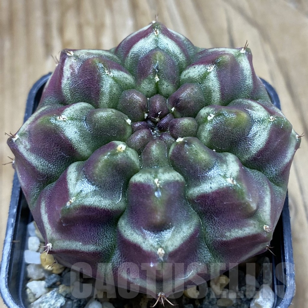 SH9320 Gymnocalycium mihanovichii ‘Day Dream’, seedling