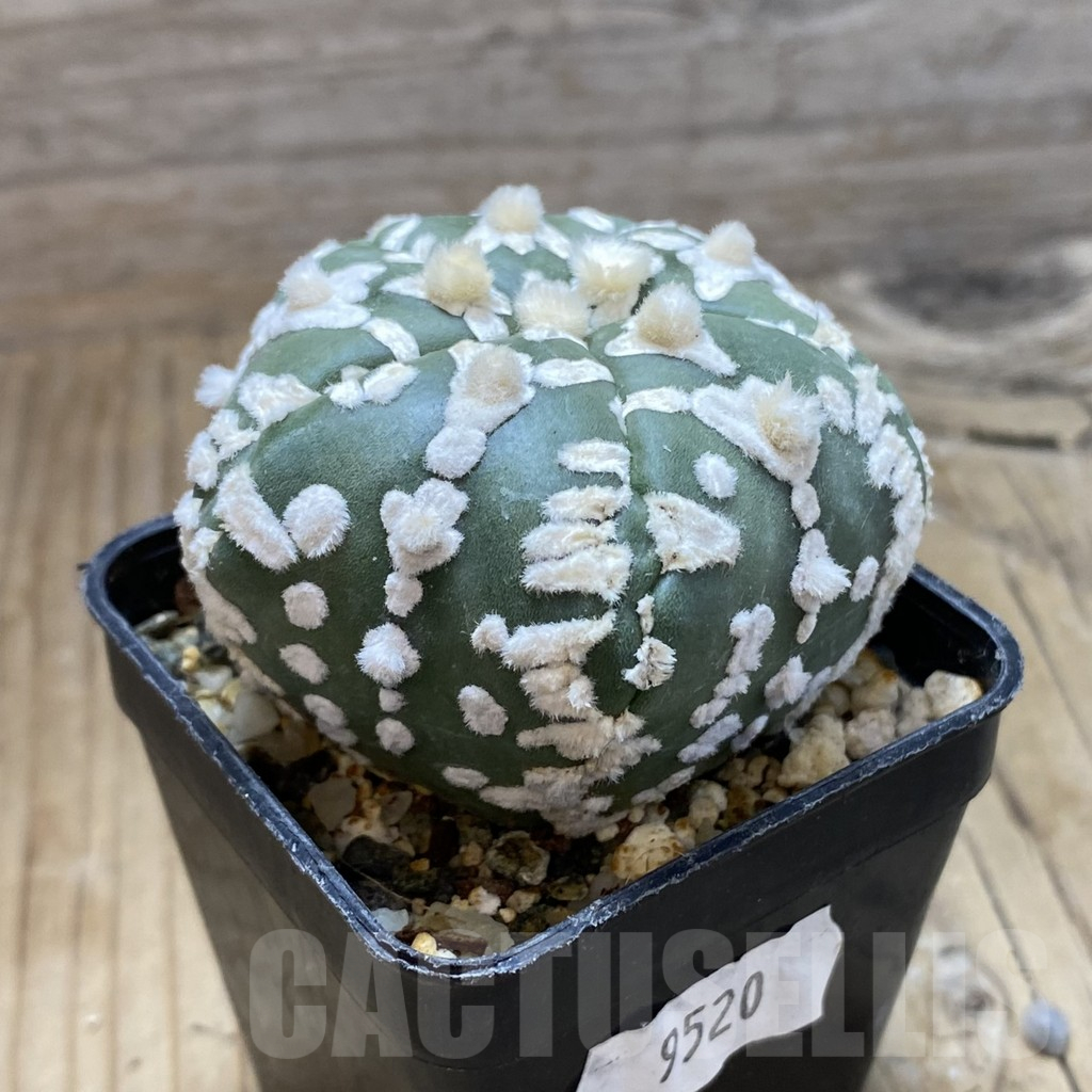 SH9520 Astrophytum asterias ‘Super Kabuto’ V-Type f. nudum, 5-ribs - immagine 2