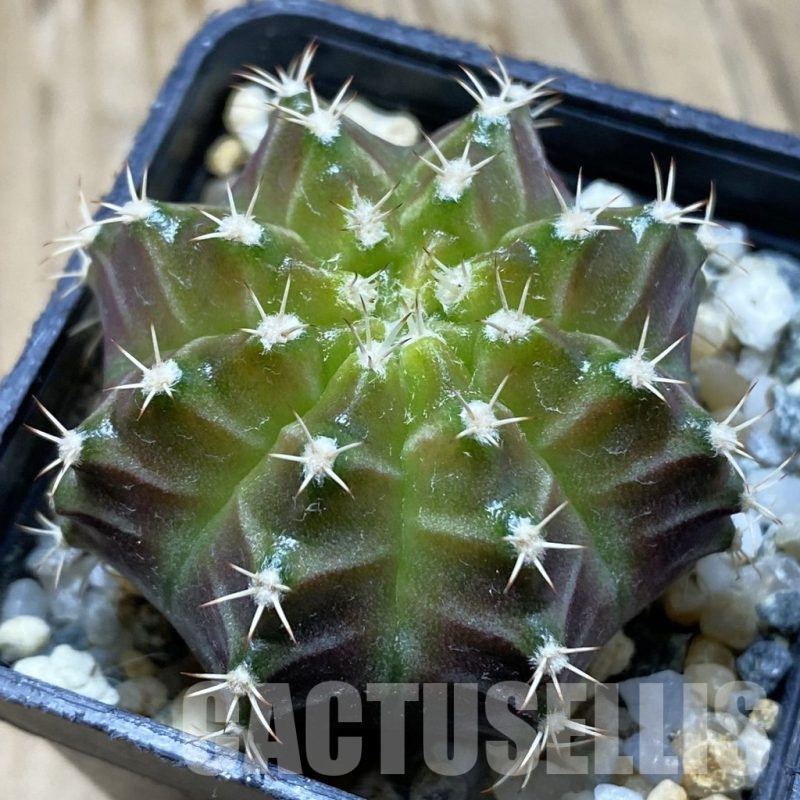 SH10932 Gymnocalycium mihanovichii 'Neon Brown', seedling