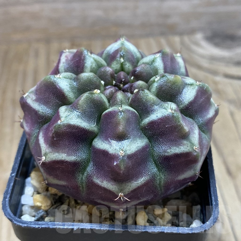 SH9320 Gymnocalycium mihanovichii ‘Day Dream’, seedling – Image 2