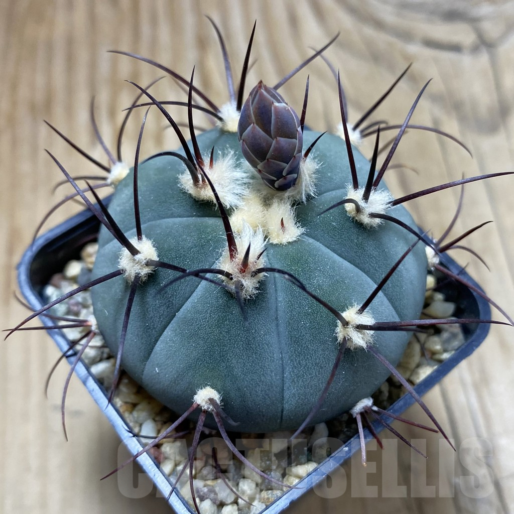 SH9845 Gymnocalycium cabreraense VOS 2122