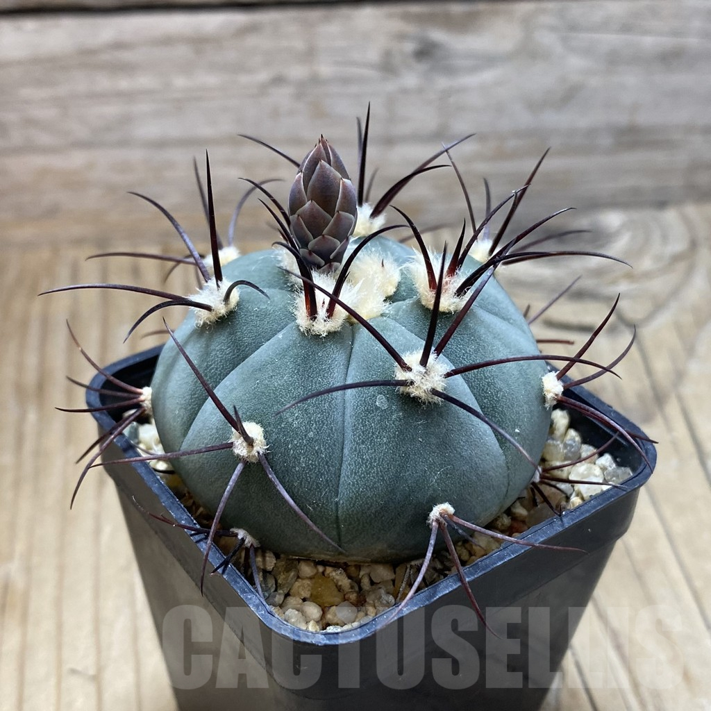 SH9845 Gymnocalycium cabreraense VOS 2122 - Image 2