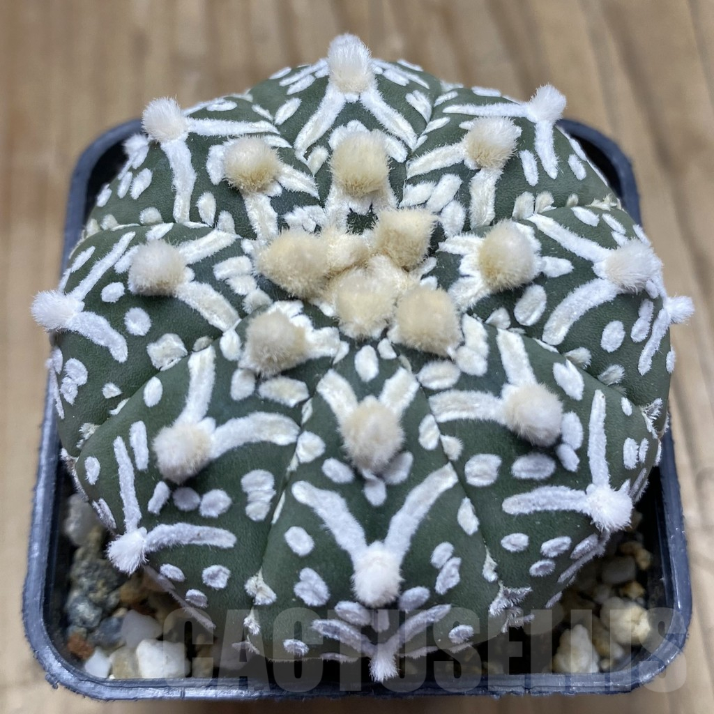 SH9742 Astrophytum asterias ‘Super Kabuto’ V-type f. nudum