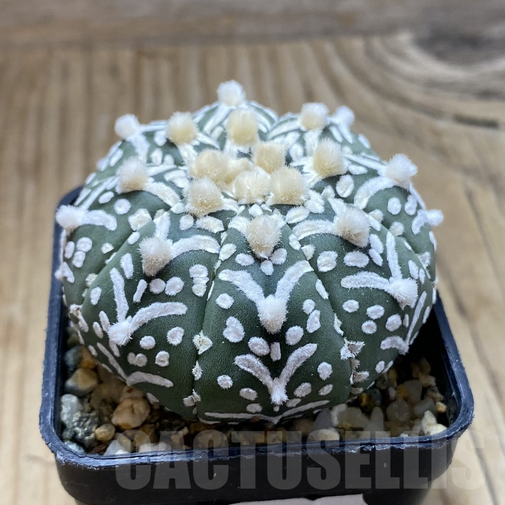 SH9742 Astrophytum asterias ‘Super Kabuto’ V-type f. nudum - Image 2