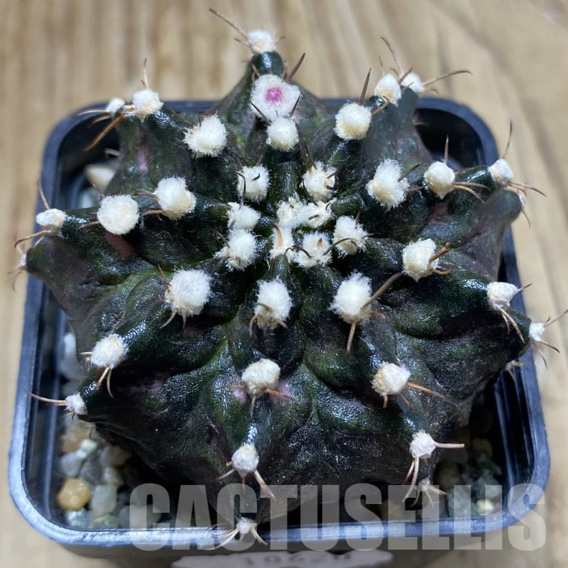 SH10620 Gymnocalycium mihanovichii 'T-Rex', seedling