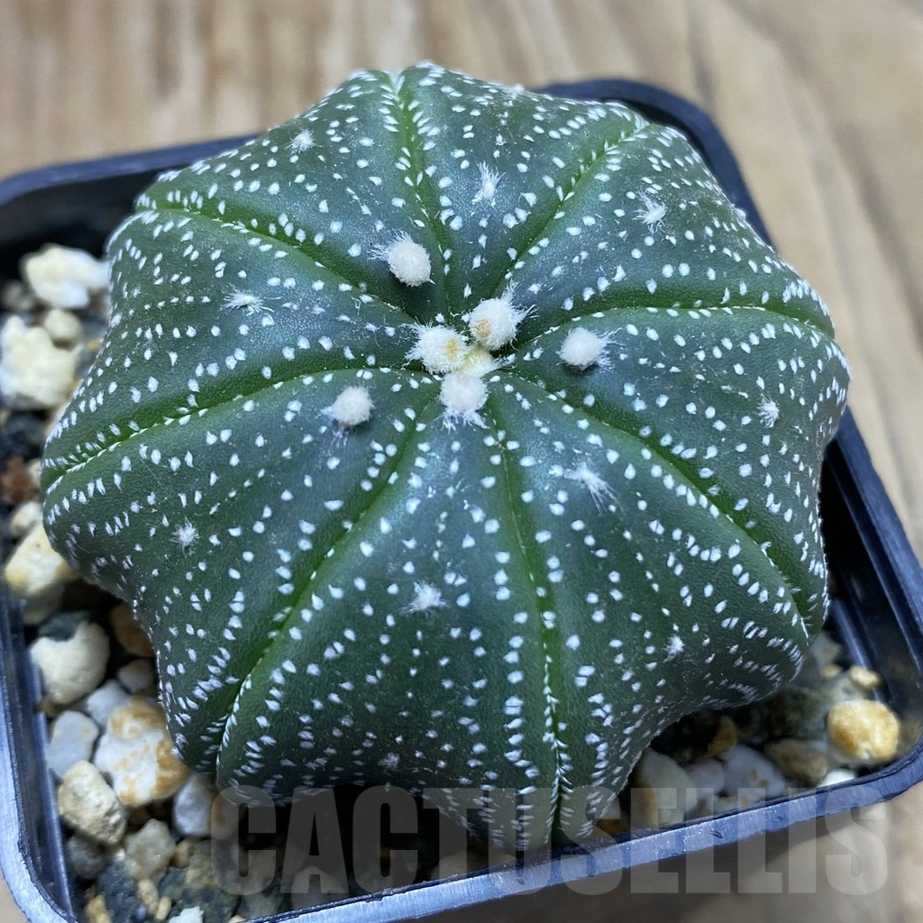 SH9624 Astrophytum asterias 'Star Shape', ex Siam Astrophytum
