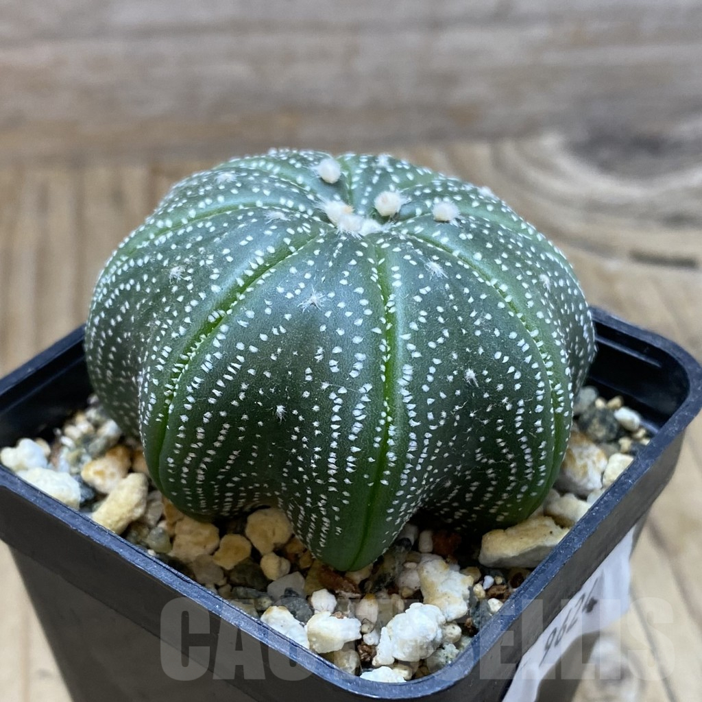 SH9624 Astrophytum asterias 'Star Shape', ex Siam Astrophytum - Image 2