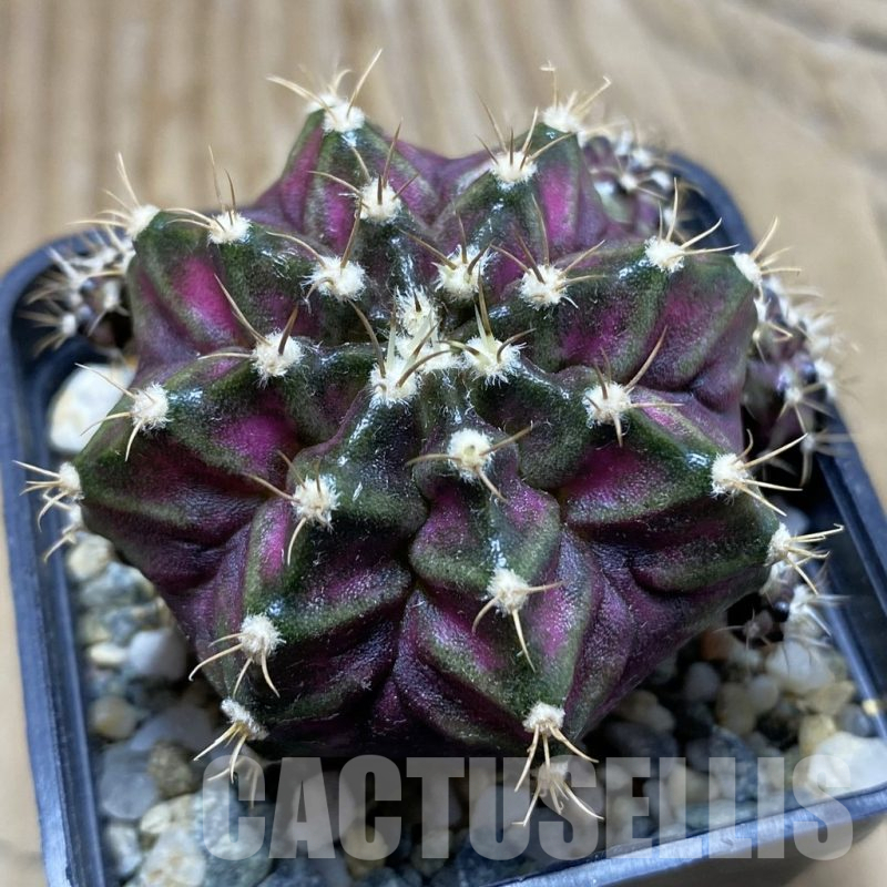 SH10741 Gymnocalycium mihanovichii 'T-Lux', seedling