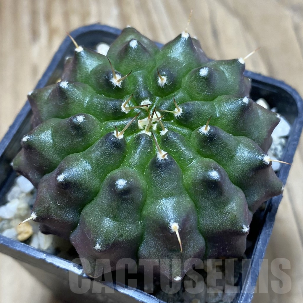 SH10337 Gymnocalycium mihanovichii ‘inermis’