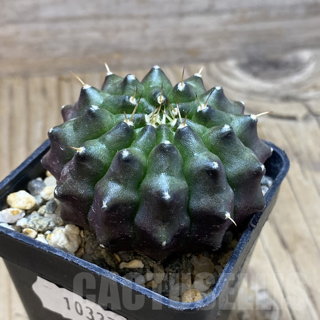 SH10337 Gymnocalycium mihanovichii ‘inermis’ - immagine 2