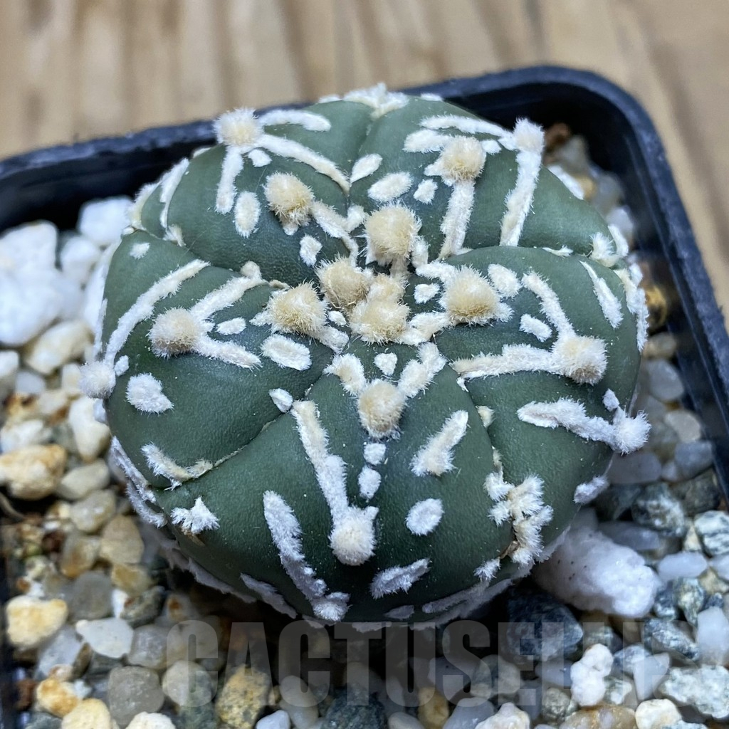 SH10406 Astrophytum asterias 'Super Kabuto' V-type f. nudum, 5-ribs