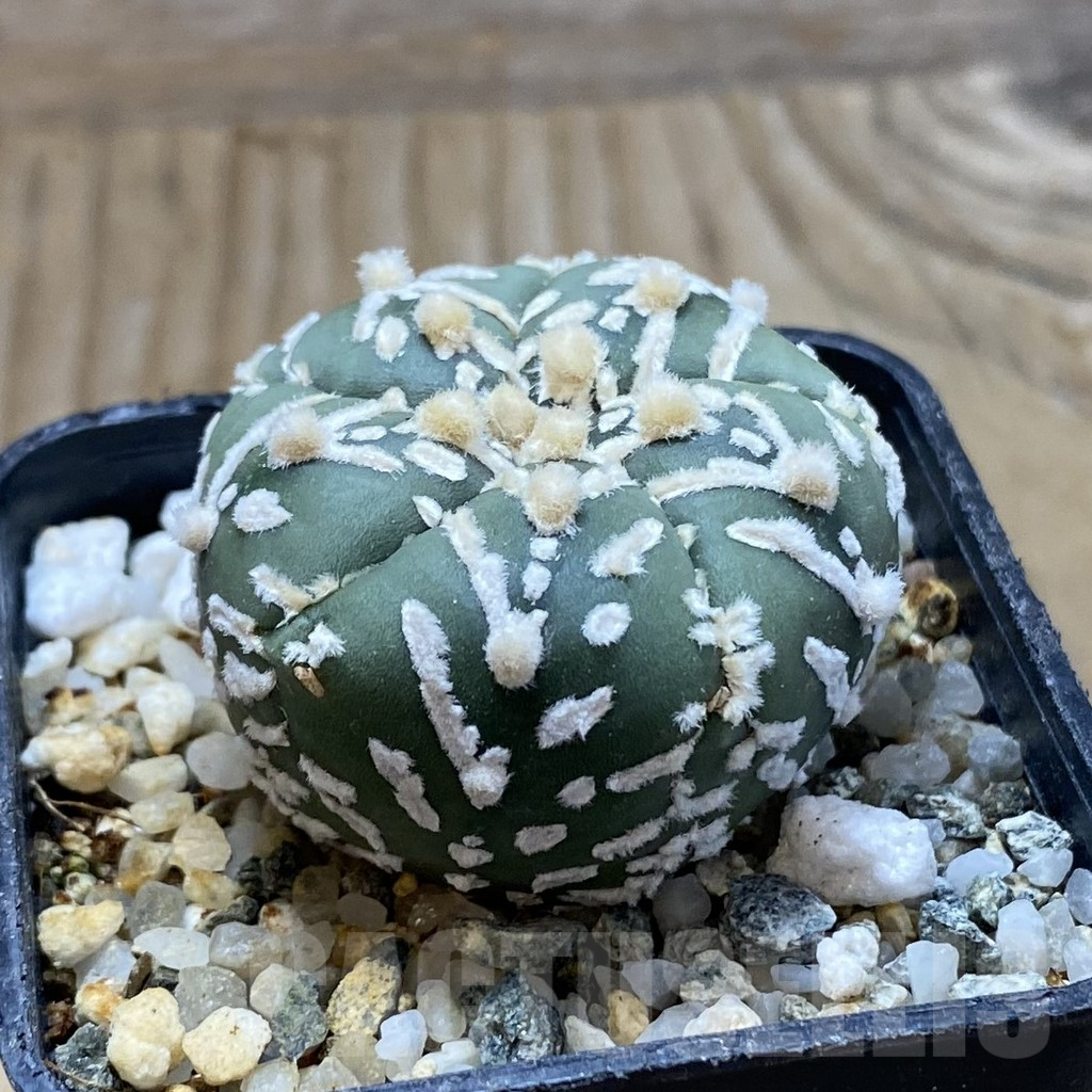 SH10406 Astrophytum asterias 'Super Kabuto' V-type f. nudum, 5-ribs - immagine 2