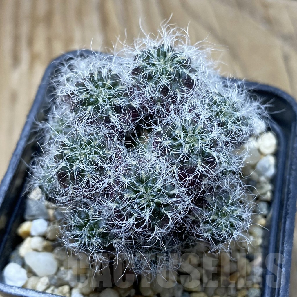 SH10641 Sulcorebutia hertusii LH 892