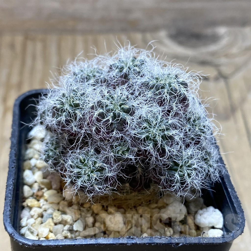 SH10641 Sulcorebutia hertusii LH 892 - immagine 2