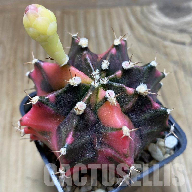 SH10361 Gymnocalycium mihanovichii f. variegata, seedling