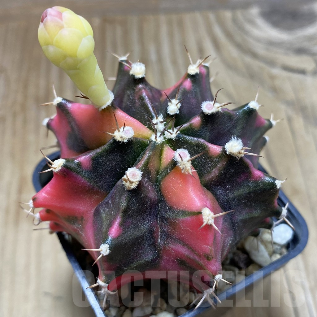 SH10361 Gymnocalycium mihanovichii f. variegata, seedling
