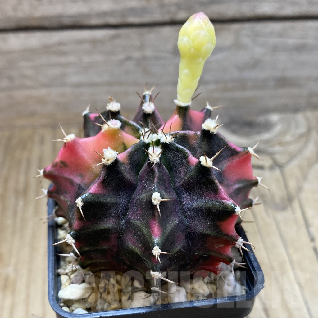 SH10361 Gymnocalycium mihanovichii f. variegata, seedling - Image 2