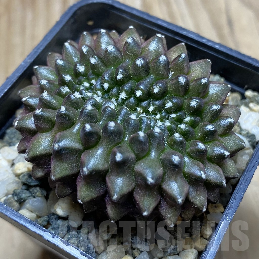 SH10208 Gymnocalycium mihanovichii ‘inermis’