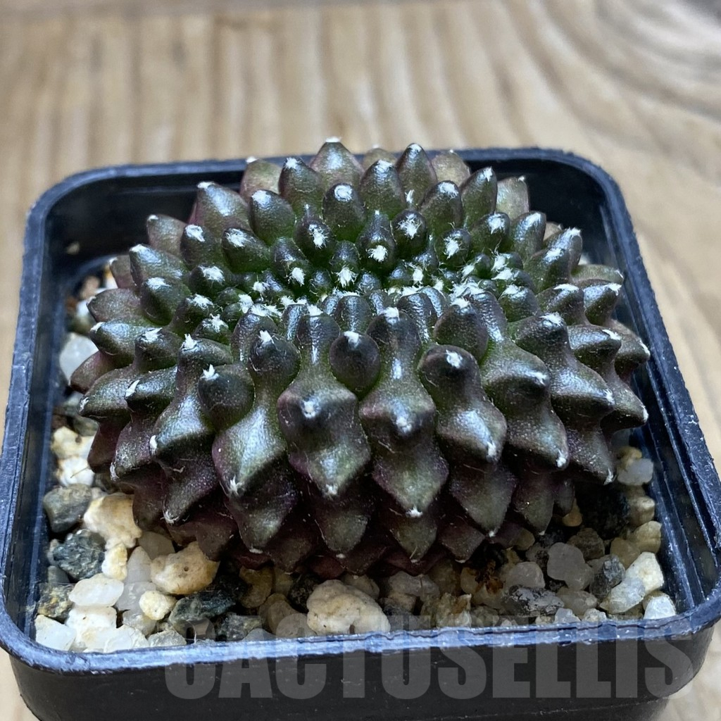 SH10208 Gymnocalycium mihanovichii ‘inermis’ - Image 2