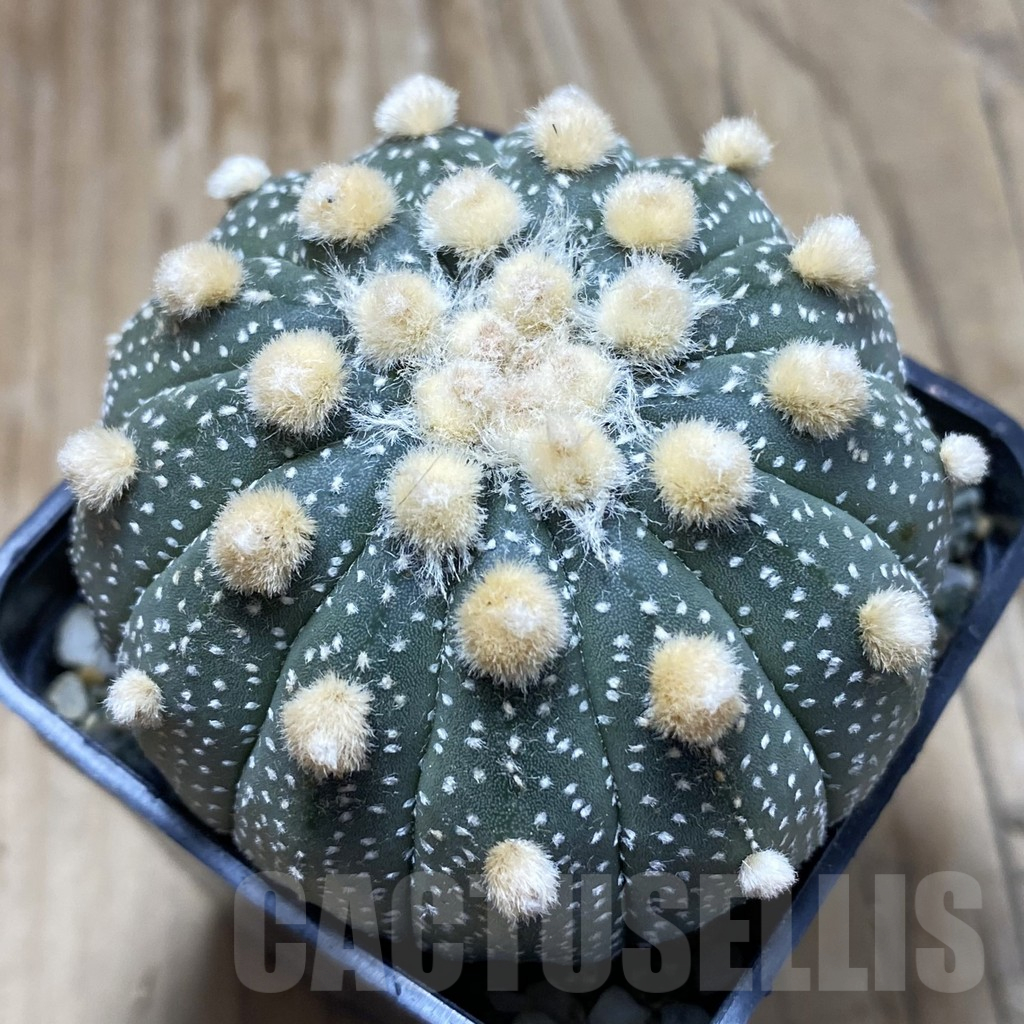 SH10088 Astrophytum asterias f. multicostatum