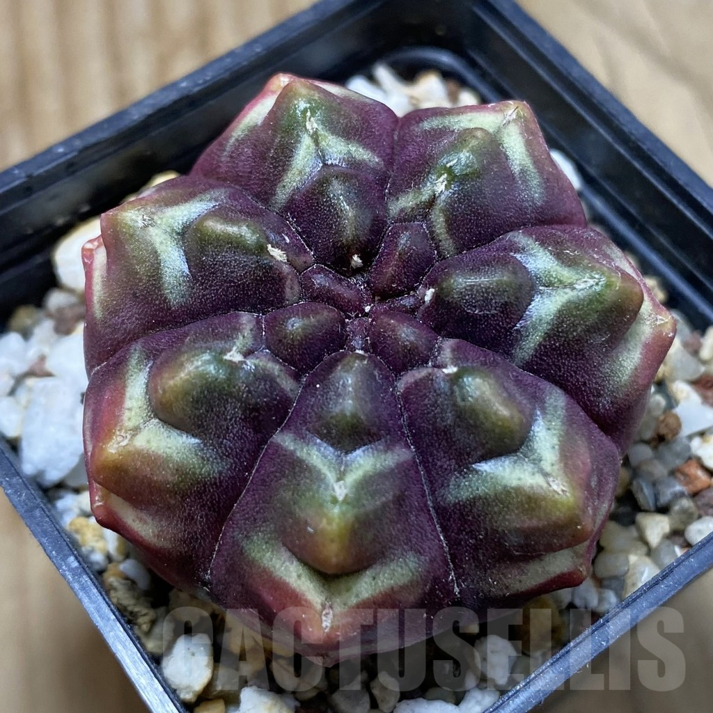 SH17988 Gymnocalycium mihanovichii ‘Day Dream’, seedling