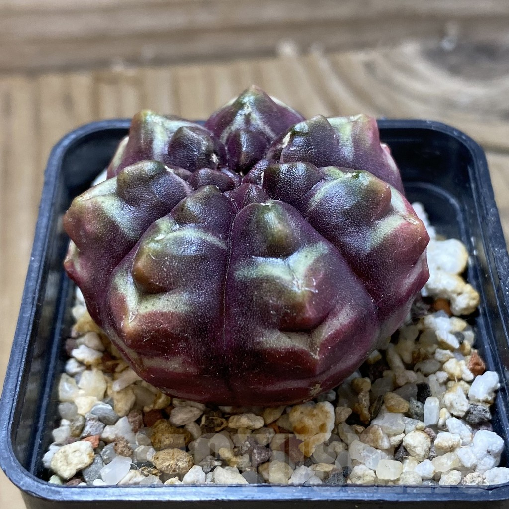 SH17988 Gymnocalycium mihanovichii ‘Day Dream’, seedling - Image 2