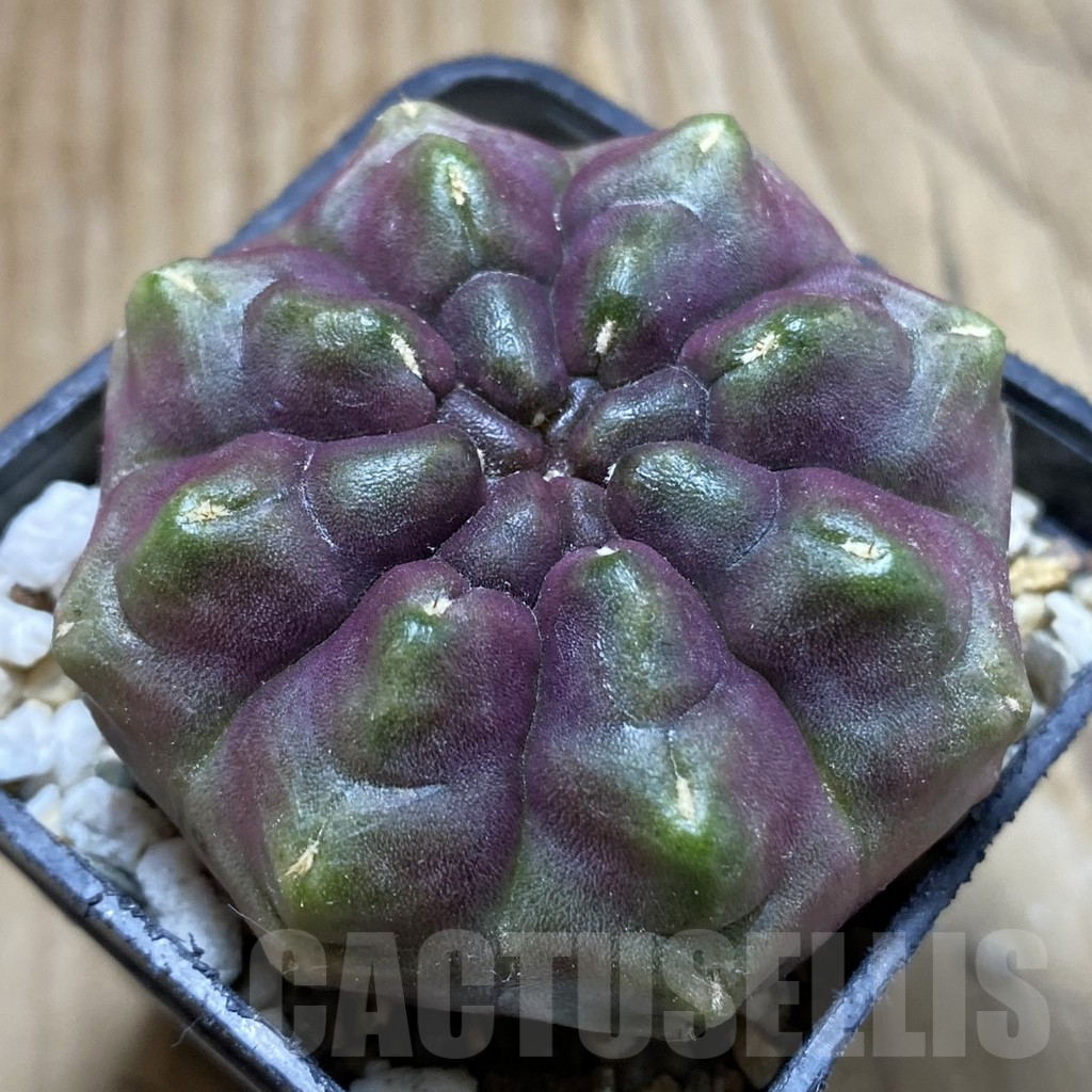 SH17972 Gymnocalycium mihanovichii ‘Day Dream’, seedling