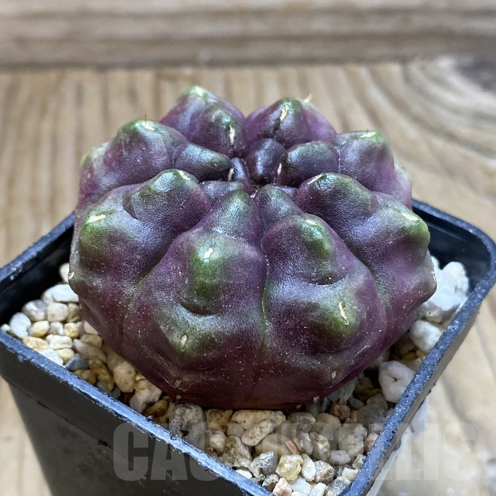 SH17972 Gymnocalycium mihanovichii ‘Day Dream’, seedling - immagine 2