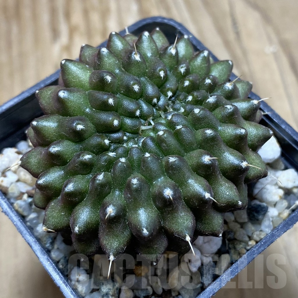 SH17985 Gymnocalycium mihanovichii ‘inermis’