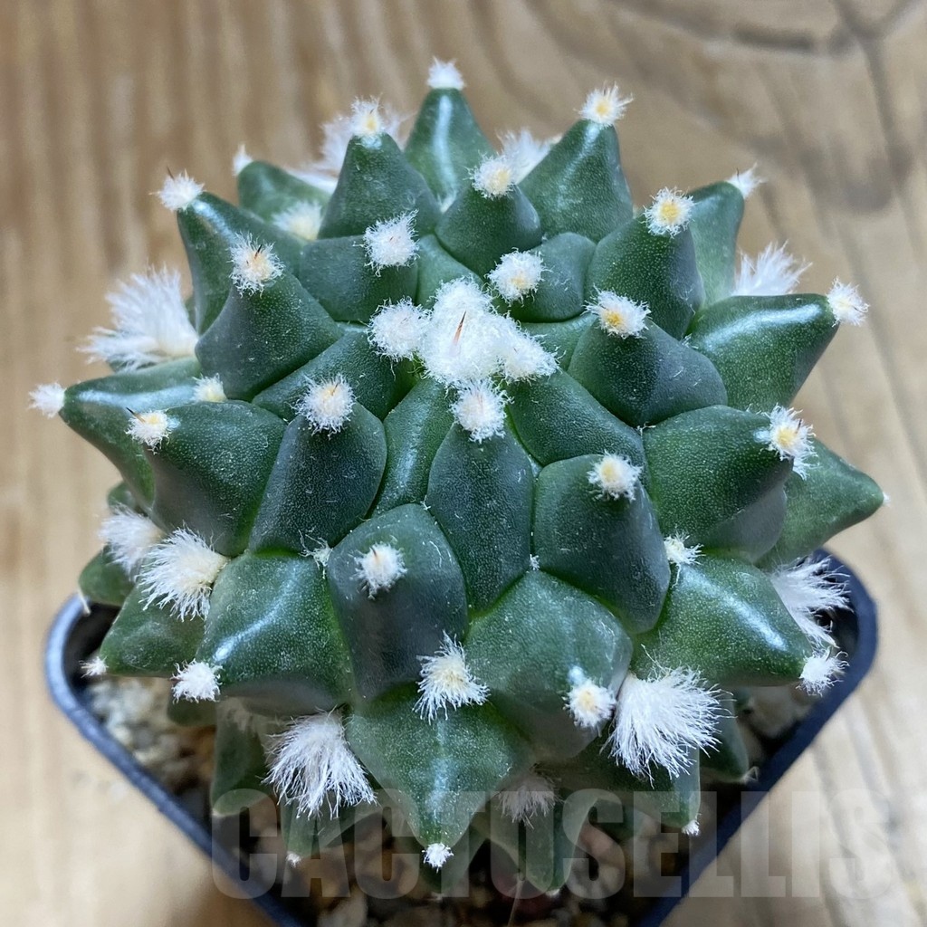 SH8595 Mammillaria polythele ‘Toluca Snow’