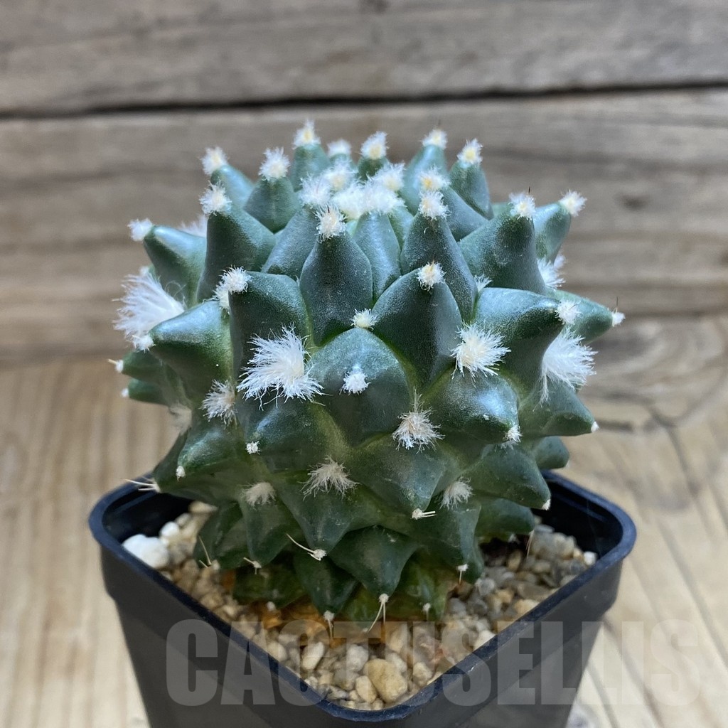 SH8595 Mammillaria polythele ‘Toluca Snow’ - Image 2