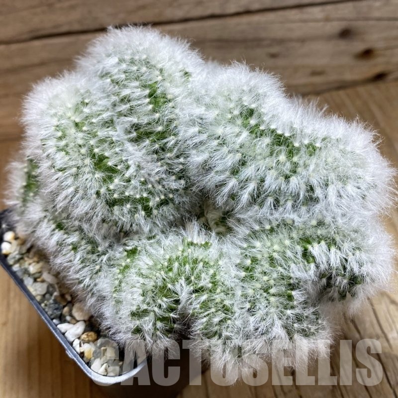 SH8857 Mammillaria bocasana f. cristata