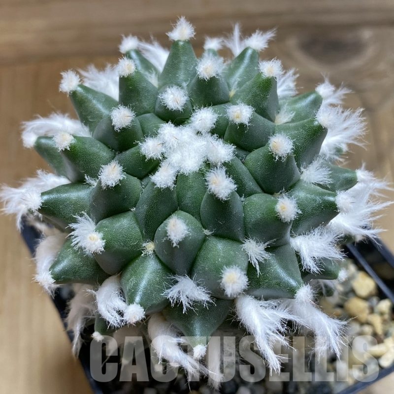 SH9249 Mammillaria bucareliensis ‘Erusamu’