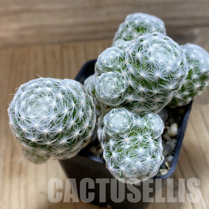 SH10729 Mammillaria humboldtii v. caespitosa