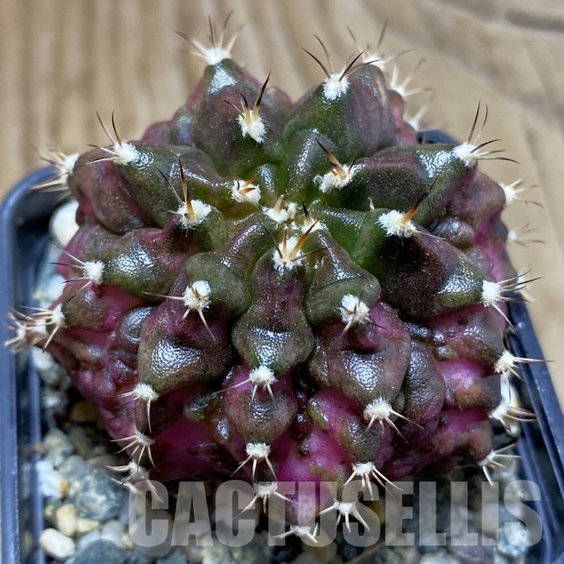 SH10740 Gymnocalycium mihanovichii 'T-Lux', seedling