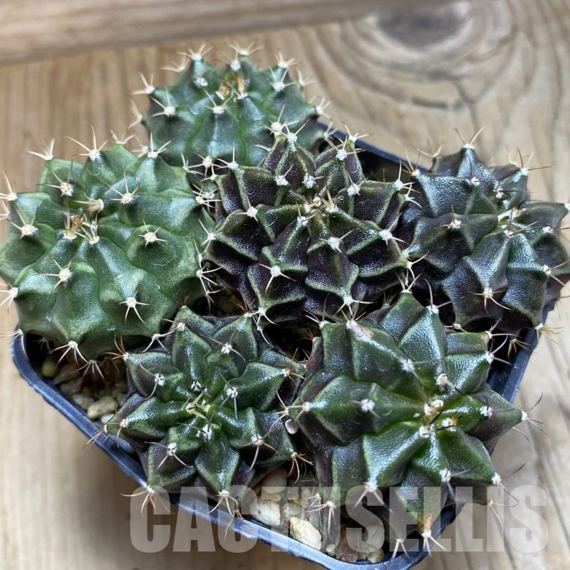 SH10850 Gymnocalycium mihanovichii mix, seedling, 6 plants
