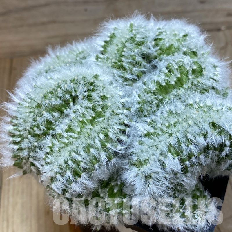 SH9637 Mammillaria bocasana f. cristata