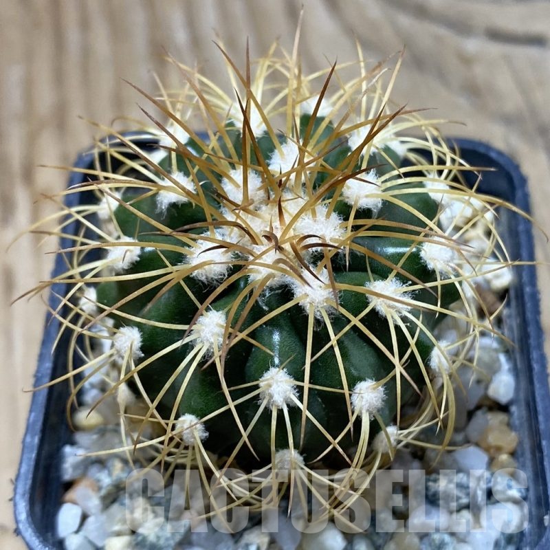 SH21002 Discocactus bahiensis