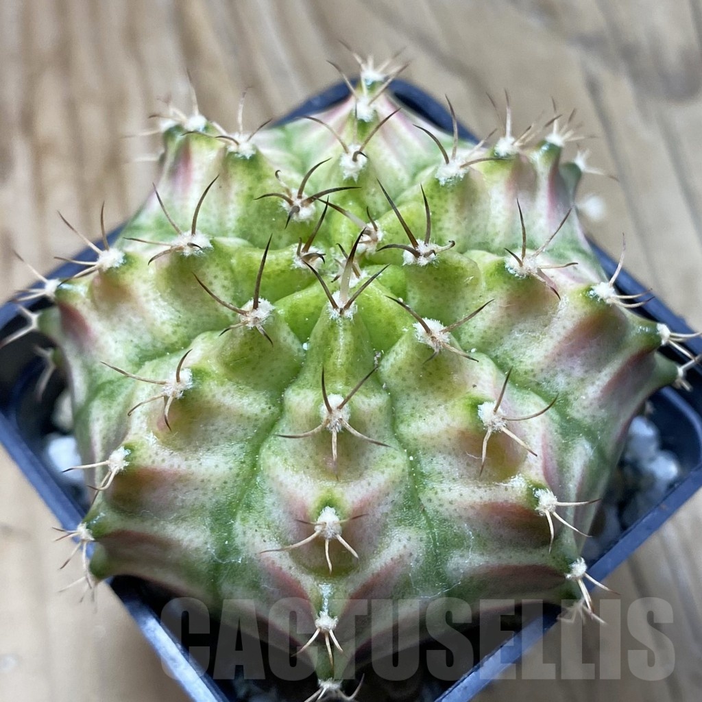 SH21005 Gymnocalycium mihanovichii ‘Neon’ hybrid, seedling