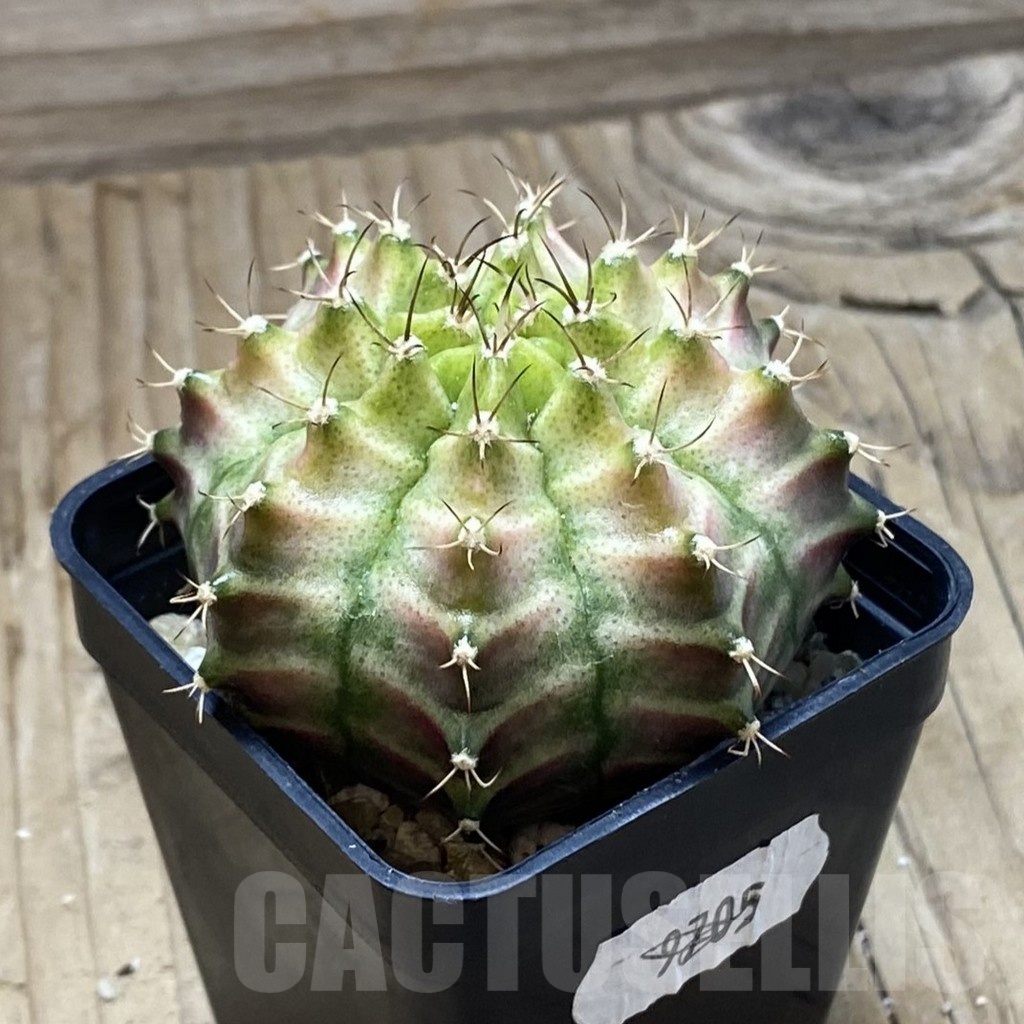 SH21005 Gymnocalycium mihanovichii ‘Neon’ hybrid, seedling - Image 2
