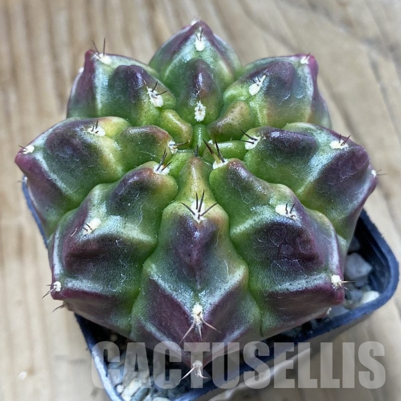 SH9157 Gymnocalycium mihanovichii ‘Day Dream’, seedling