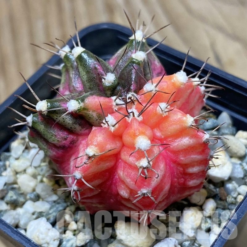 SH9702 Gymnocalycium mihanovichii 'T-Rex' f. variegata, seedling