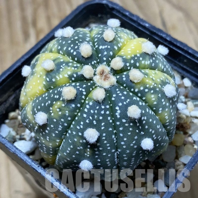SH10095 Astrophytum asterias 'Ooibo' f. variegata