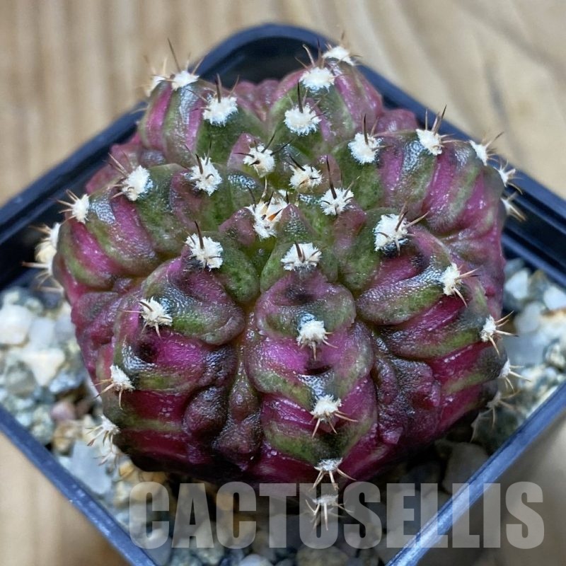 SH10739 Gymnocalycium mihanovichii 'T-Lux', seedling