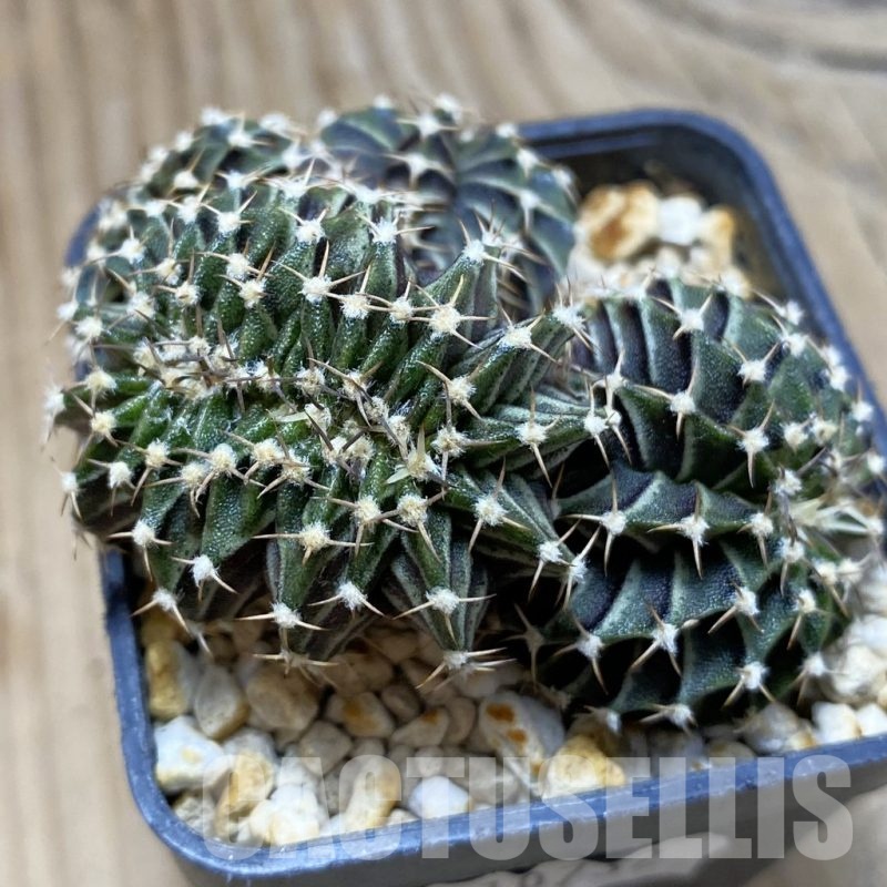 SH10732 Gymnocalycium friedrichii LB f. cristata