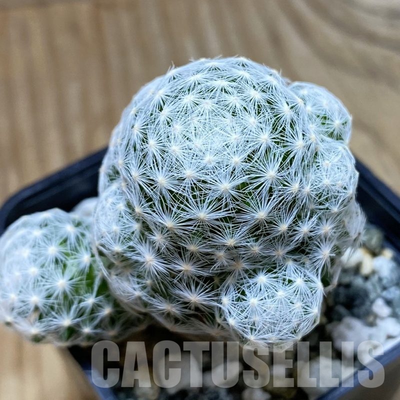 SH10730 Mammillaria humboldtii v. caespitosa