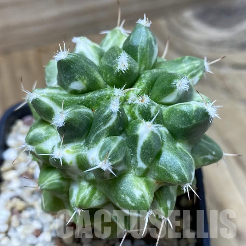 SH8890 Mammillaria magnimamma f. variegata