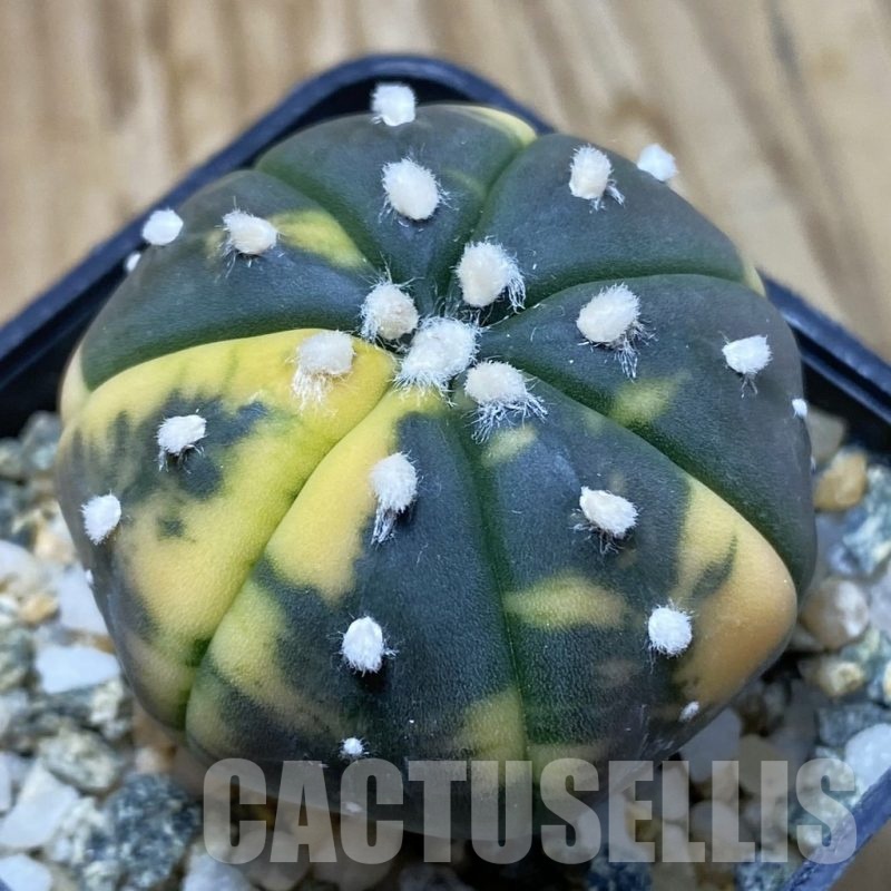 SH10422 Astrophytum asterias ‘Red Purple Skin’ f. variegata
